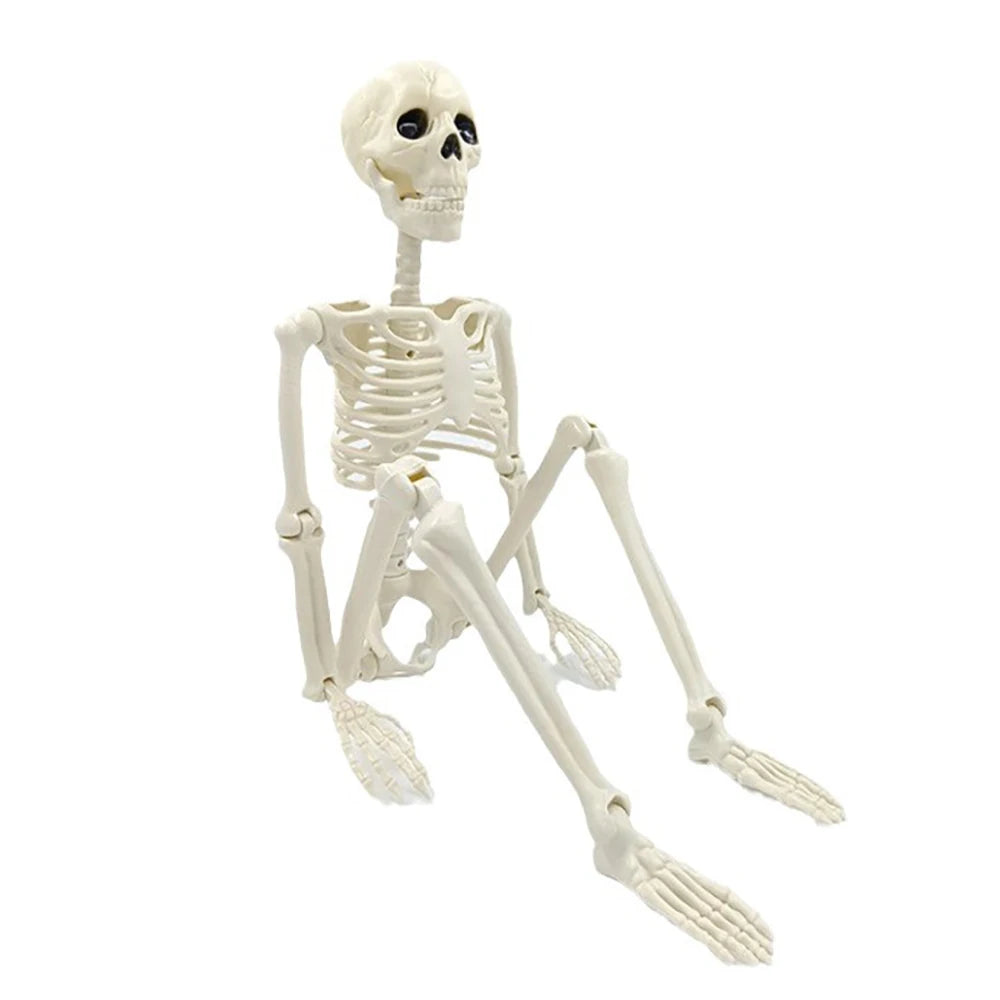 Posable human skeleton